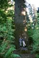 Hoh Rain Forest