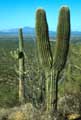 Saguaro