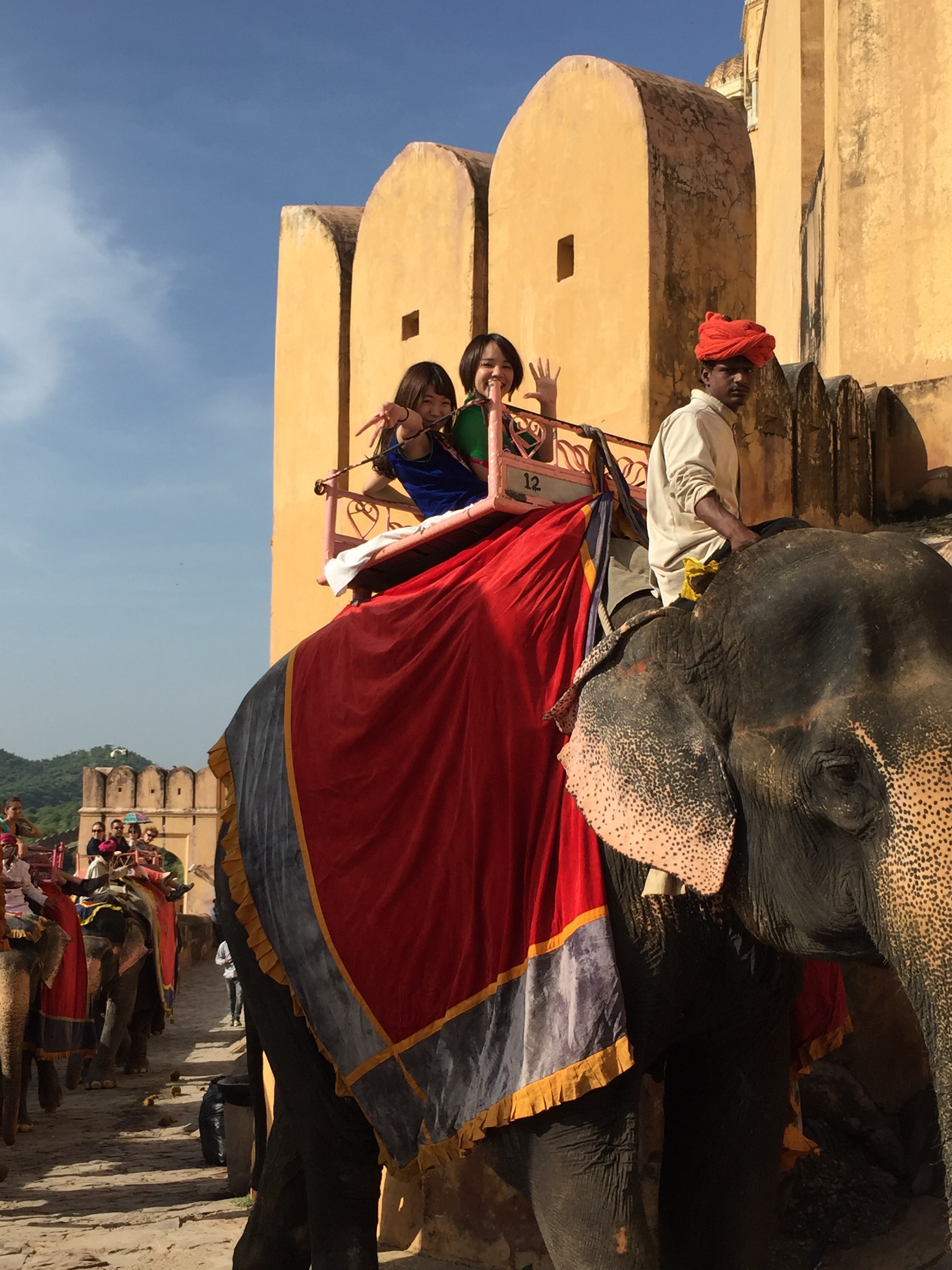 elephant5